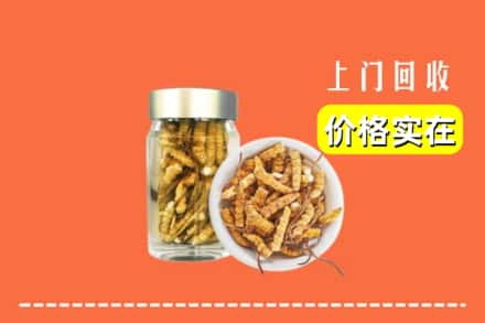 日照东港区回收散虫草
