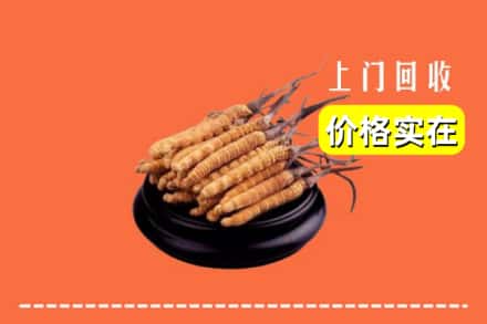 日照东港区回收冬虫夏草